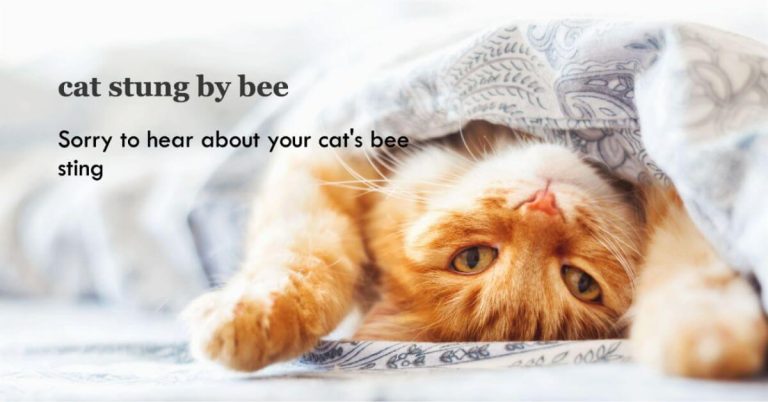 A cat stung by a bee is a situation that requires prompt attention and care. By being aware of the causes, symptoms, and necessary treatment, you can ensure