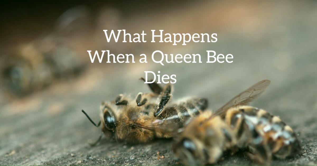 The Fate of a Colony: What Happens When a Queen Bee Dies?