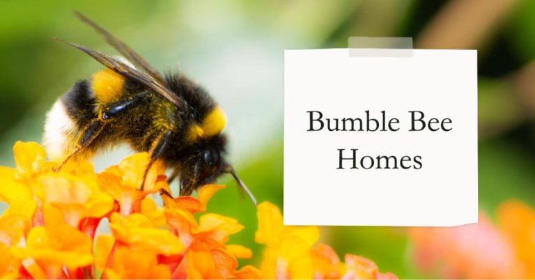 Where Do Bumble Bees Live