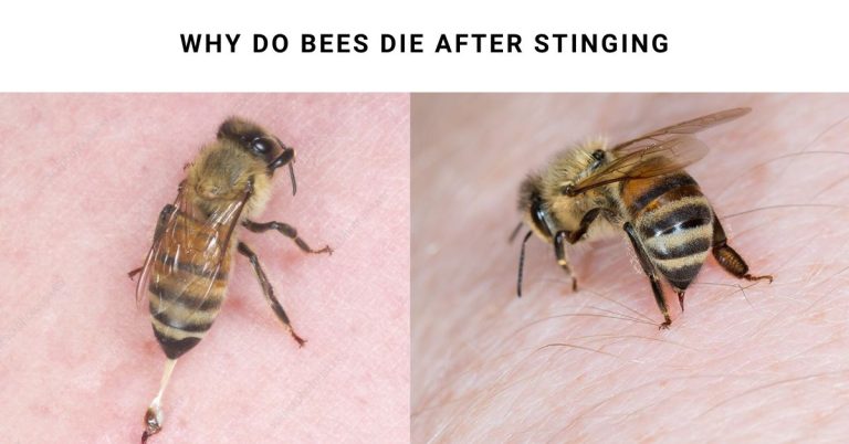 Why Do Bees Die After Stinging