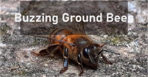 how to get rid of Ground bees