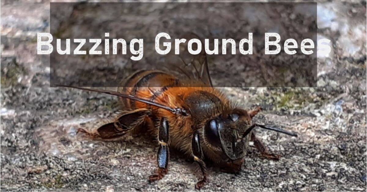 How to get rid of Ground bees without killing them?