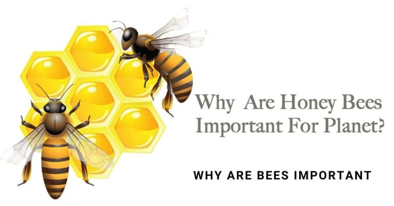 why are bees important