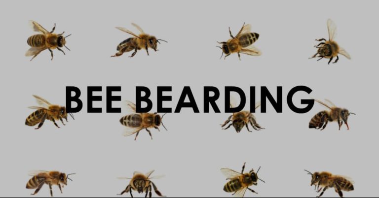 Bee Bearding