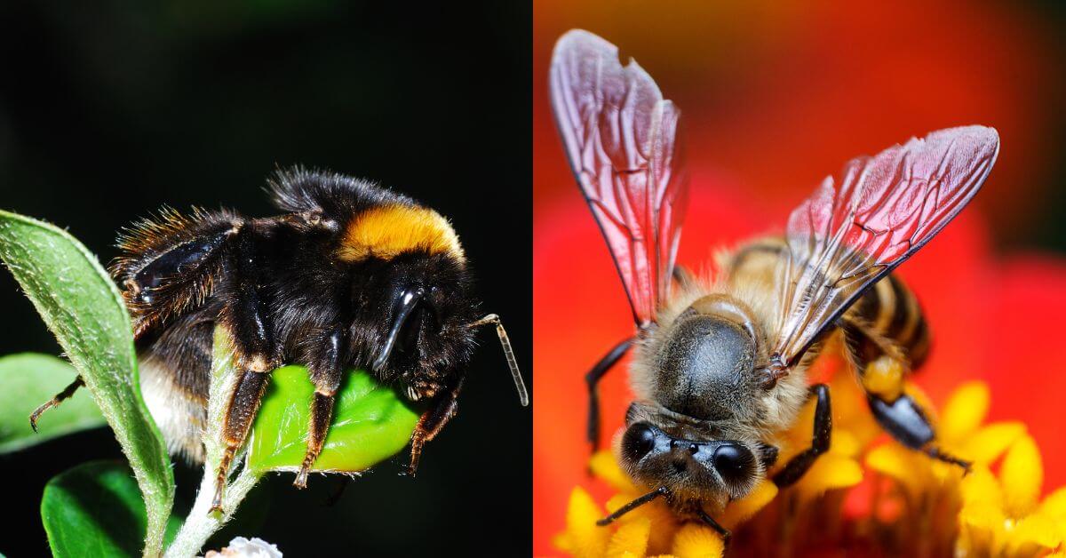 Bumblebee vs Honey Bee