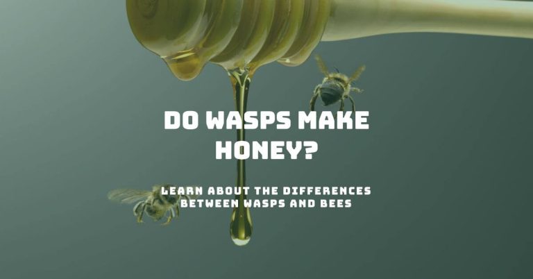 Do wasps make honey