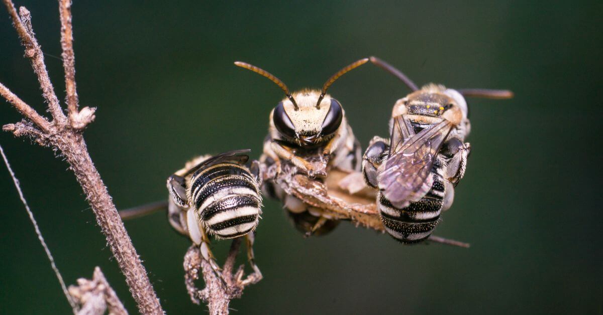 Drone Bees