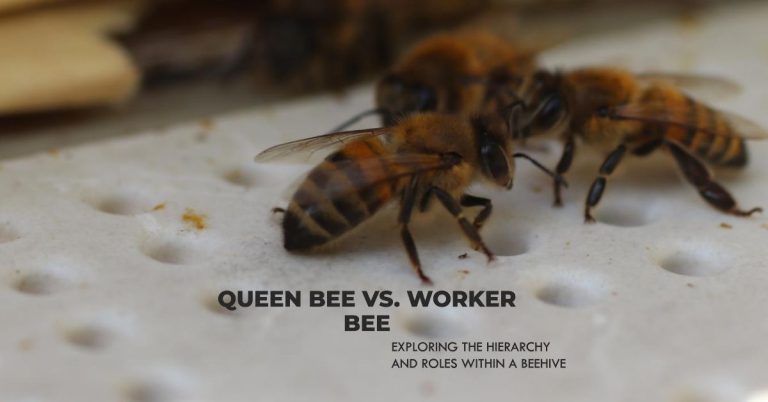 Drone bees vs Worker bees What is the Difference?