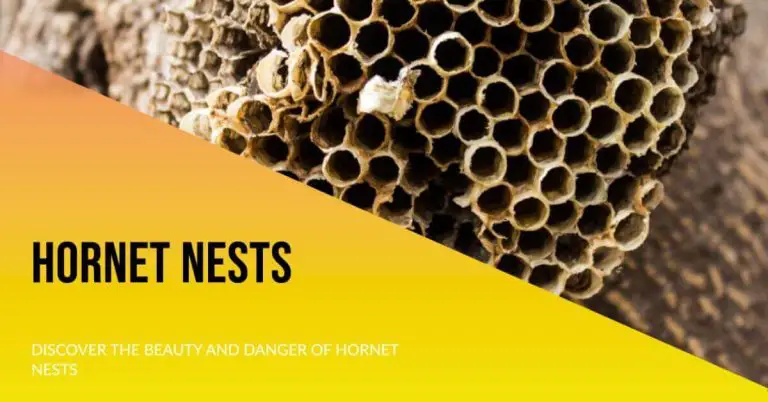 Hornet Nests