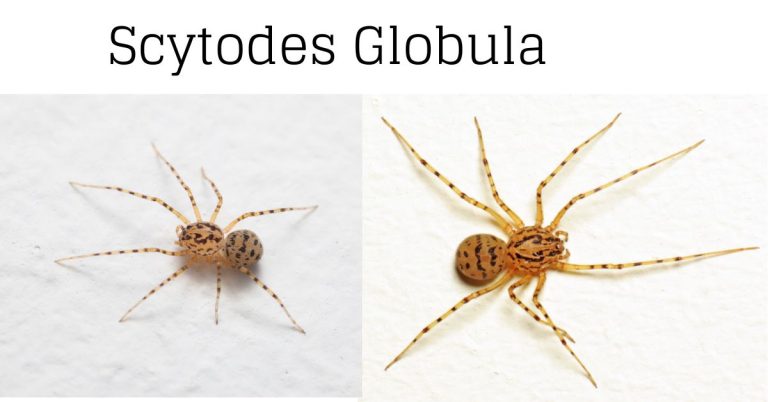 Scytodes Globula