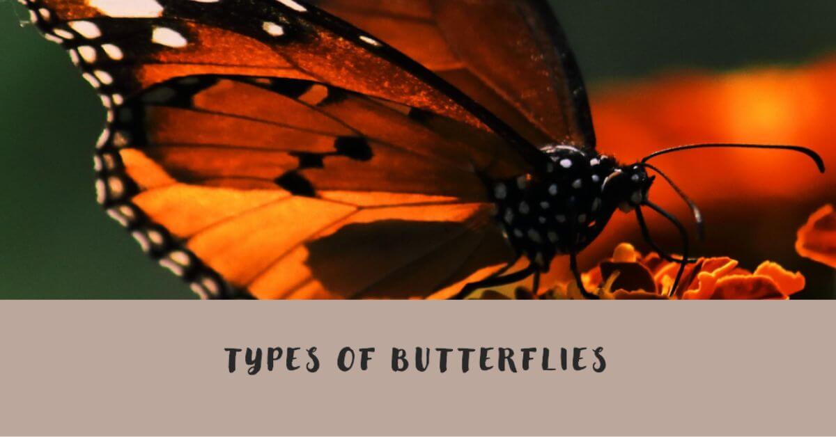 Types of Butterflies