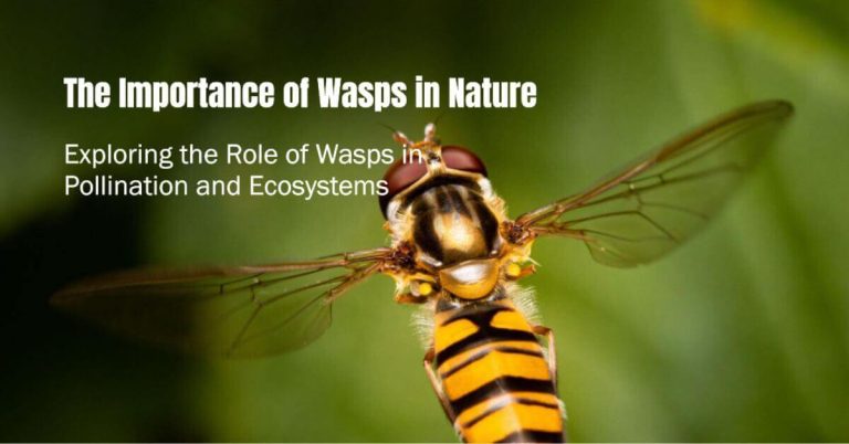 What are wasps good for