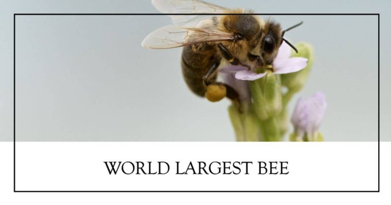 World Largest bee