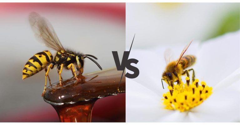 yellow jacket vs bee