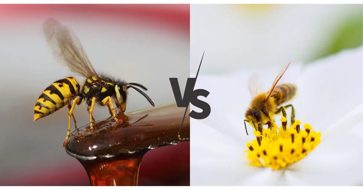 Yellow Jacket vs Bee (Nest, sting & behavior)