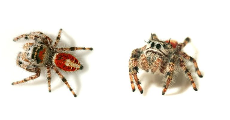 phidippus johnsoni jumping spider