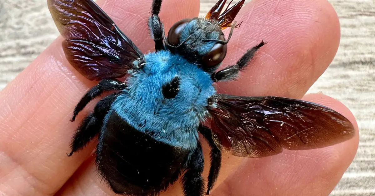 Blue Carpenter Bee Honey